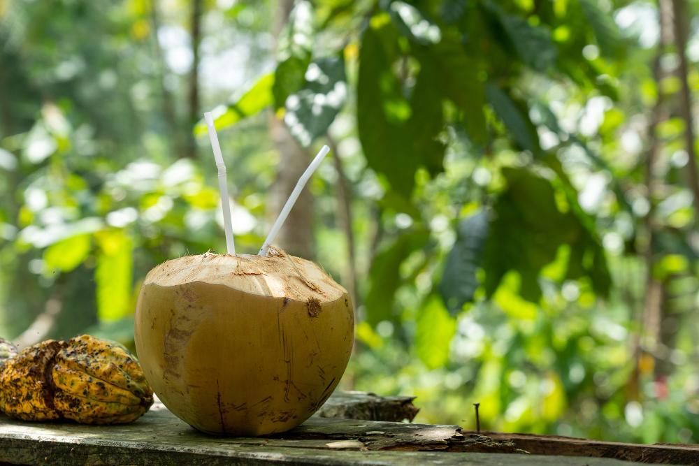 kelapa muda