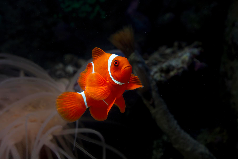 Ikan badut