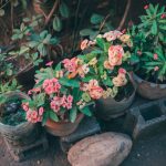 Taman Bunga Kecil yang Cantik untuk Membuat Rumah Terasa Lebih Asri