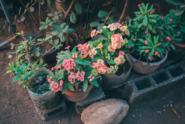 Taman Bunga Kecil yang Cantik untuk Membuat Rumah Terasa Lebih Asri