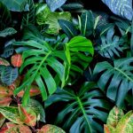 Mengenal Kingdom Plantae, Kelompok Tumbuhan yang Menopang Kehidupan di Bumi