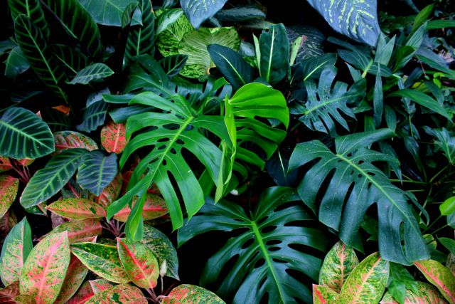Mengenal Kingdom Plantae, Kelompok Tumbuhan yang Menopang Kehidupan di Bumi