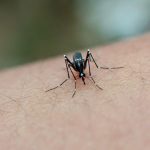 Penyakit Malaria yang Butuh Dikenali Semenjak Dini