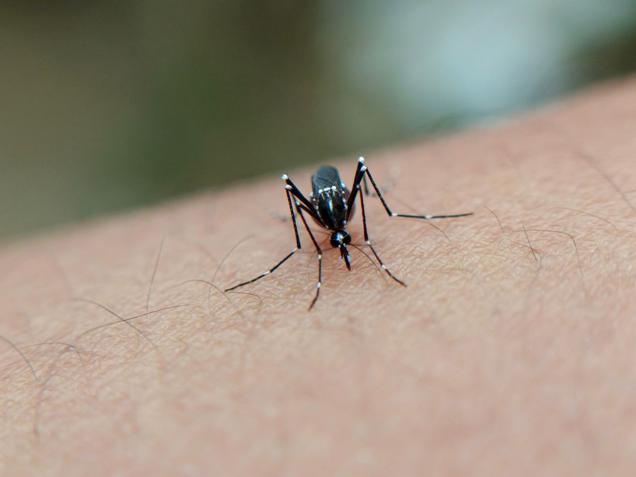 Penyakit Malaria yang Butuh Dikenali Semenjak Dini