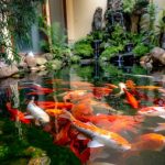Tips Menguras Kolam Ikan agar Bersih, Ikan Tetap Sehat, dan Air Tidak Cepat Keruh